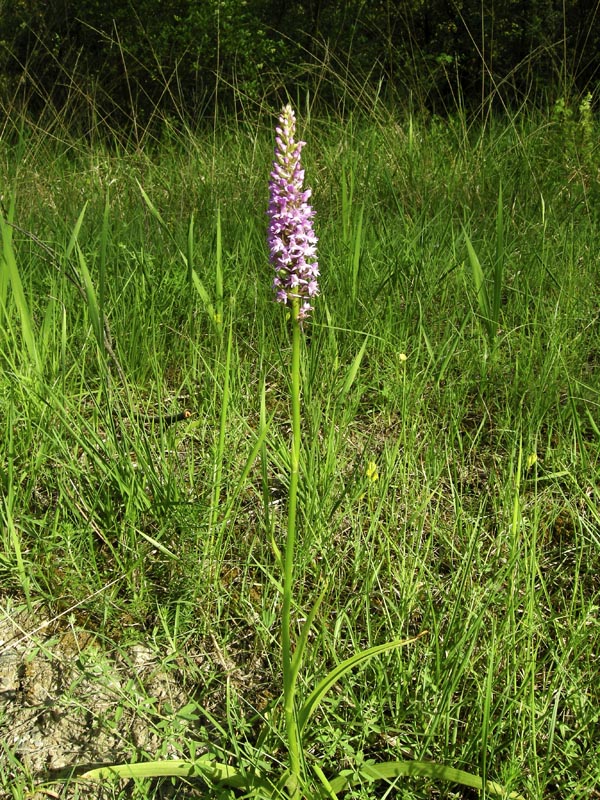 Orchidee del Chianti 2009